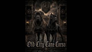 Video preview image #2 Cane Corso Puppy For Sale in SAINT AUGUSTINE, FL, USA