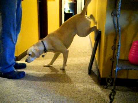 Aleli does a handstand