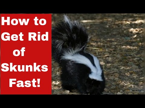 Vertreiben Sie den Gestank: So werden Sie Stinktiere schnell los!