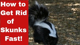 Kick the Stink Out: How to Get Rid of Skunks Fast!