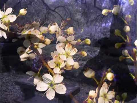 [FREE] sewerperson x guardin x emo guitar type beat "notice the patterns" [secre + yunnygoldz]