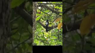 Download lagu Murai Batu gacor di alam liar #masteranburung #muraibatu mp3 Download lagu Murai Batu gacor di alam liar #masteranburung #muraibatu mp3