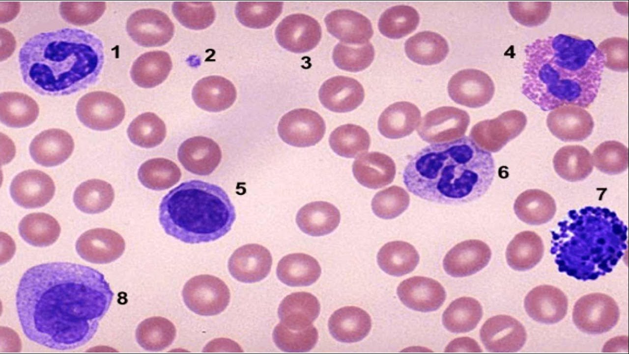 Tecido Sanguíneo Parte 2