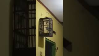 Download lagu Ciwah /klik bety  dengan suara krek krek khas panggilan ciwah mp3