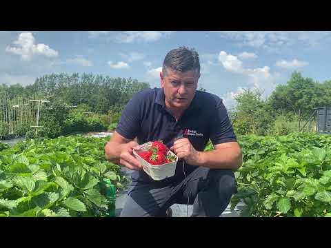 Odpowiednia biostymulacja może poprawić wielkość owoców truskawki