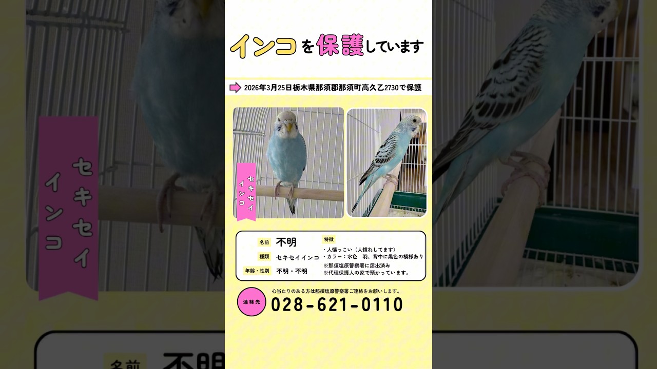 飼い主さんに届くように拡散お願いします🙇‍♀️詳細な情報は最後に載せてます。#迷子 #インコ #セキセイインコ #那須高原
