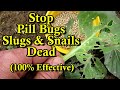 Stop Slugs, Snails, and Pill Bugs From Damaging  Your Garden Plants: Easy & 100% Effective!