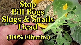 Stop Slugs, Snails, and Pill Bugs From Damaging  Your Garden Plants: Easy & 100% Effective!