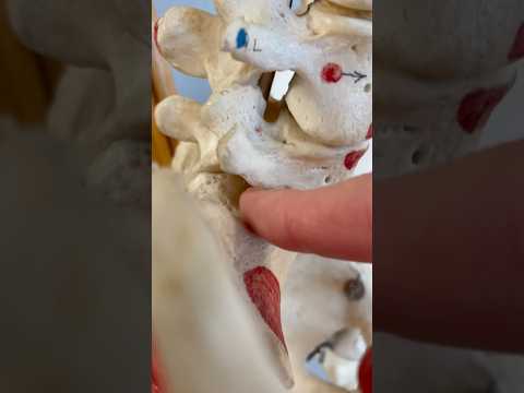 How Nerves Talk to the Spinal Cord