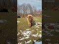Fluffy Highlander Calf "Odessa" is walking the walk @ElkRavineFarm