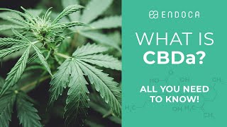 What is CBDa 9 Facts (That You Probably Didn't Know!)