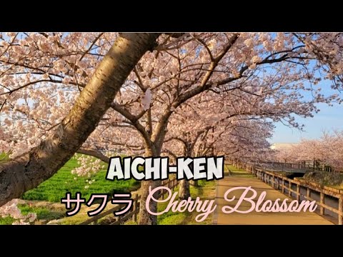 CHERRY BLOSSOM 2022 || SAKURA サクラ🌸