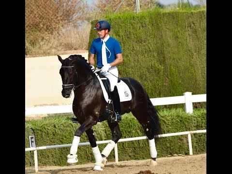 POETA DE SUSAETA - SICAB 2016 - PRE WORLD CHAMPION 2016