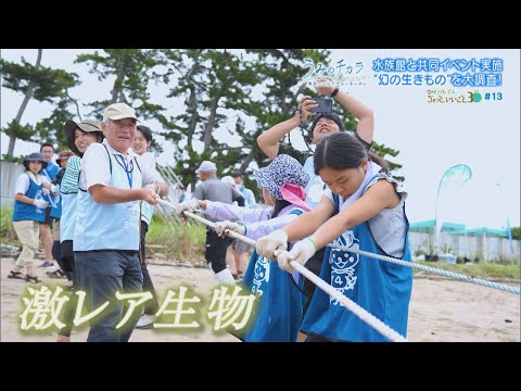 園芸 マーシュユリ、マングローブユリ、オオウミユリ