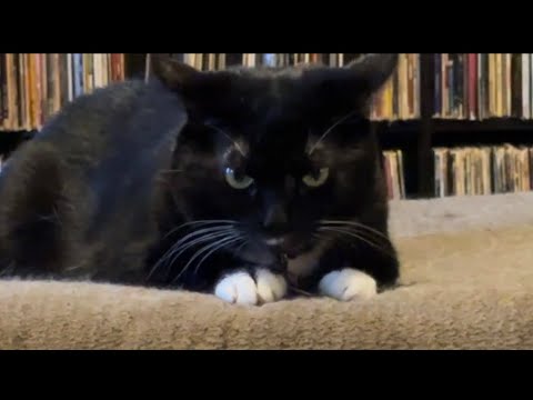 Zahra HATES Pumped Up Kicks