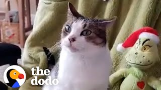 This Cat Is Obsessed With The Grinch | The Dodo Cat Crazy by The Dodo