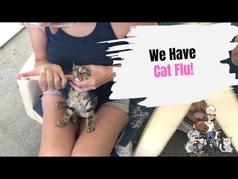 Episode 132: We Have Cat Flu!