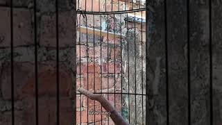 Download lagu KENARI malas bunyi, Terapi untuk kenari masteran canary #canarysingtraining #kanareyka mp3