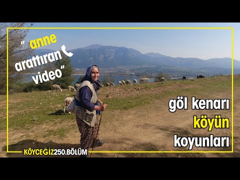 "Bu koyunlar çocuklarımı okuttu, şimdi evlendirecek! "