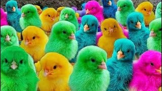 World Cute Chickens, Colorful Chickens, Rainbows Chickens, Cute Ducks, Cat, Rabbits,Cute Animals🐤🐟
