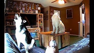 Snow Dogs &amp; Pitbull Caught On Home Surveillance Camera