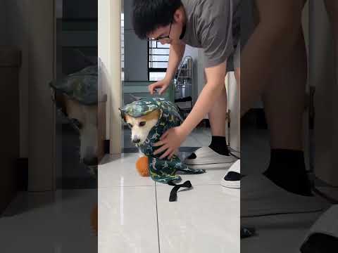 My puppy only goes outside to poop and pee, and even wears a raincoat for walks in the rain!