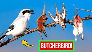Download lagu BURUNG SHRIKE: Burung yang Menusuk Mangsanya! mp3