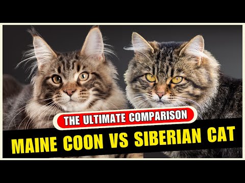 Maine Coon vs Siberian Cat Differences - Which Breed Is Better?