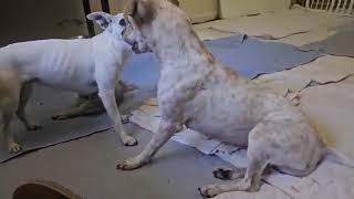 Video preview image #1 Italian Greyhuahua Puppy For Sale in Arlington, WA, USA