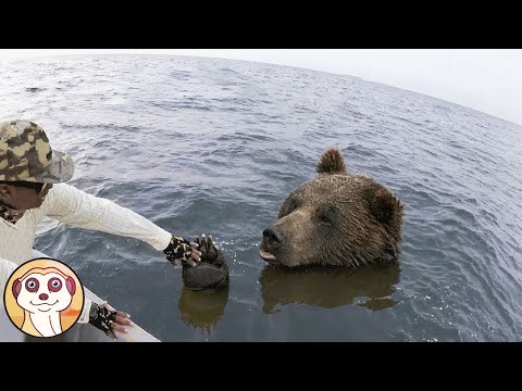 10 ANIMALI CHE NON HANNO PAURA DI NIENTE !!