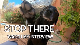 The Peter Harper Interview with Percy the Labrador.