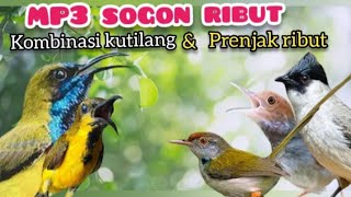 Download lagu MP3 PIKAT BURCIL Kombinasi Sogon,Prenjak Dan Kutilang Ribut mp3