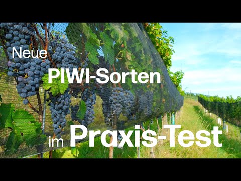 PIWI-Forschung auf dem Delinat-Weingut Lenz: Vielversprechende Neuzüchtungen im Muttergarten