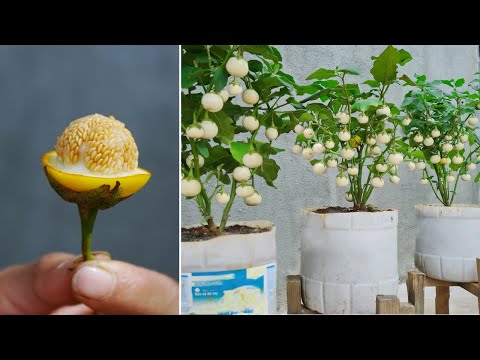 Let s grow bitter melon for your family this way it s very fruity and easy to make