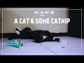 A Tuxedo Cat And Some Catnip