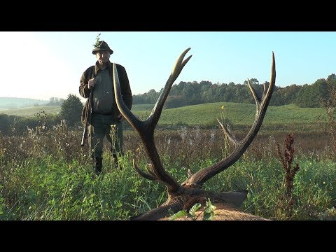 Packende Jagd und Hirsch erlegt!