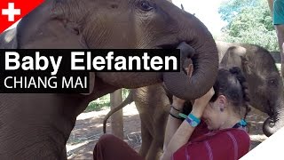 Patara Elephant Farm - Spielen mit Baby Elefanten! CHIANG MAI, Thailand