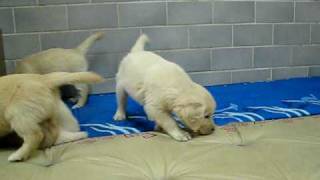 preview picture of video 'Golden-Hundebabys IV'