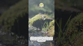 Spring Scientific: How Soil Filters Water & Protects Groundwater | Nature’s Water Purifier 💧🌱