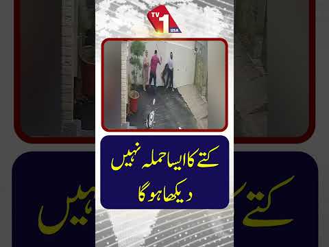 آپ نے کتے کا ایسا حملہ پہلے کبھی نہیں دیکھا ہوگا!