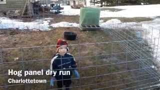 Hog panel dry run - Testing out hog panels for raising pigs