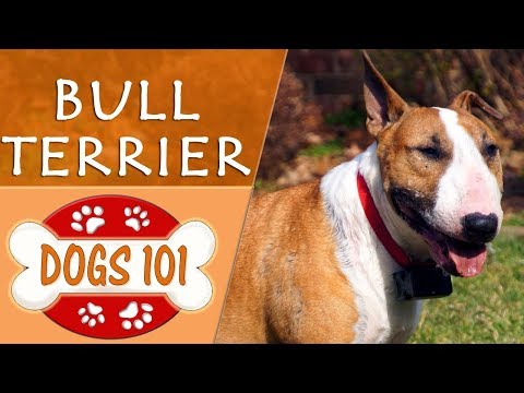 Dogs 101 - BULL TERRIER - Top Dog Facts About the BULL TERRIER