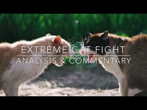 Extreme Cat Fight & Expert Analysis | Awesome Actions