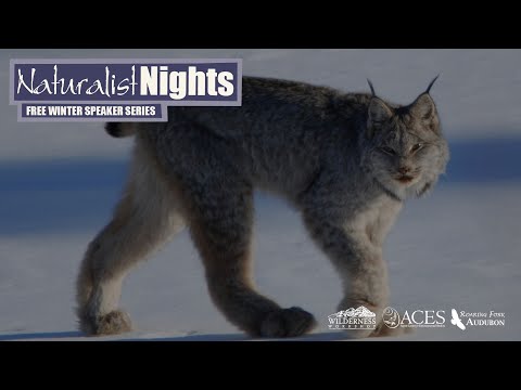 Sharing the Same Slope: Can Canada lynx and Winter Recreation Coexist? - by Lucretia Olson