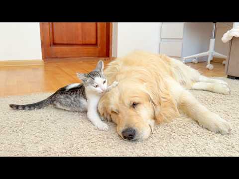 YouTube 썸네일