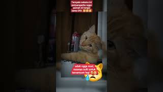Download lagu Lelah Dengan Semua Keadaan Saat ini #kucing #kucinglucu mp3 Download lagu Lelah Dengan Semua Keadaan Saat ini #kucing #kucinglucu mp3