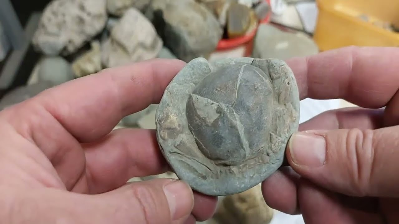 Packing some fossils to send out