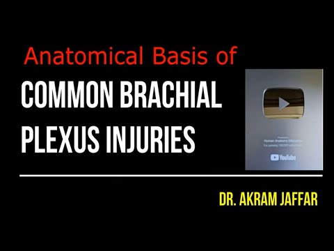 Anatomische Grundlagen häufiger Verletzungen des Plexus brachialis