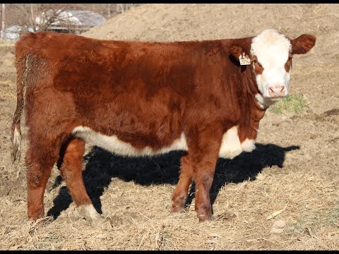Lenth Herefords Heifer "LH MS Serena 517N ET" (November update)