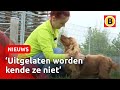 HORRORFOKKER-hondjes van HEL naar HEMEL | Omroep Brabant
